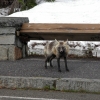 Fox at Mount Ranier, Washington